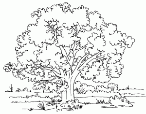 dessin-de-arbre-3