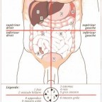 Schéma des organes de la partie molle du ventre